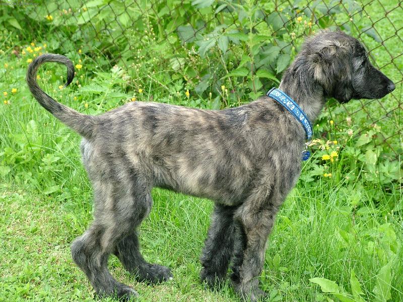 Foto: Sa´id-To jsem byl roztomilé psí miminko, co?:)