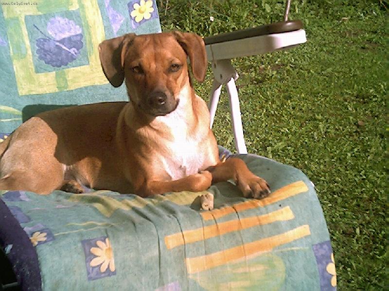 Foto: Darinka-kříženec