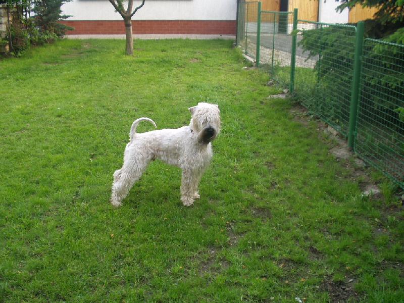 Foto: Figaro-lazebník sevillský