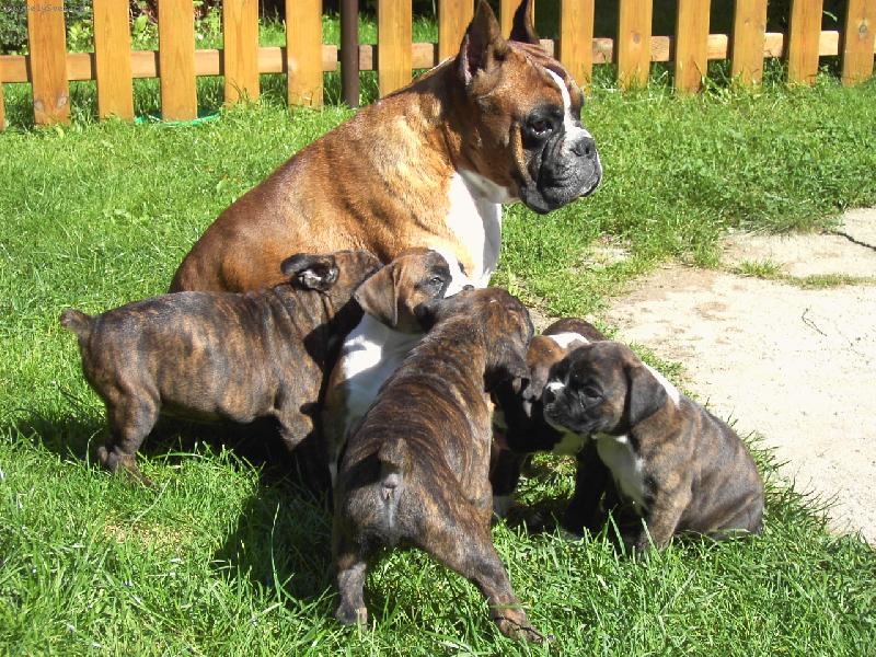 Foto: maminka a štěňátka