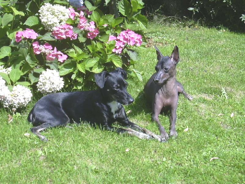 Foto: Carmen a Bonie Měsíční květina-osrstěná varianta peruánského naháče a nahá varianta