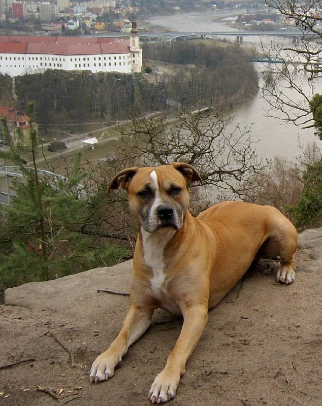 Foto: Arýsek na vyhlídce-Na procházkách...