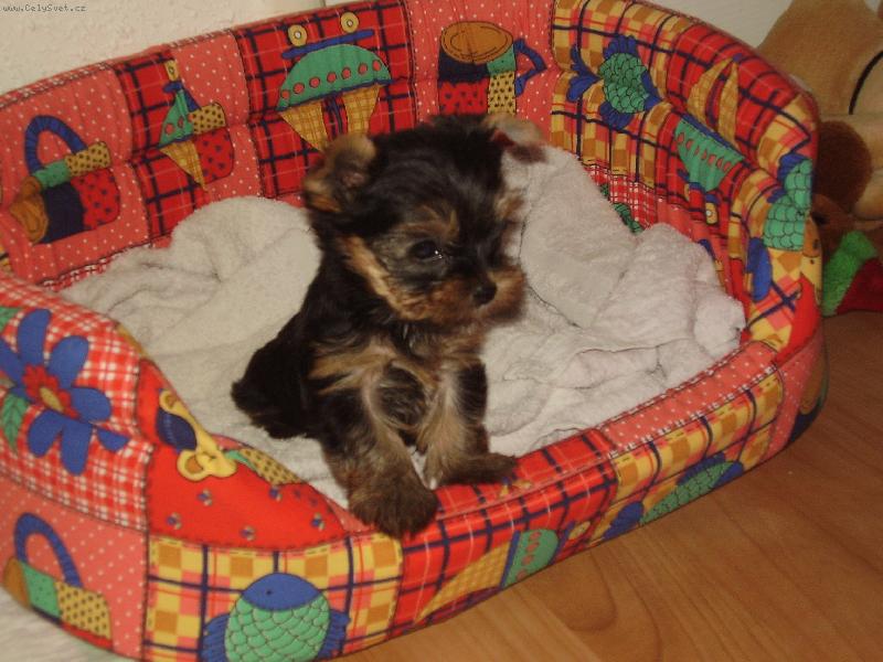 Foto: Obyčejný teriiér-fmmm něco cítím:-)