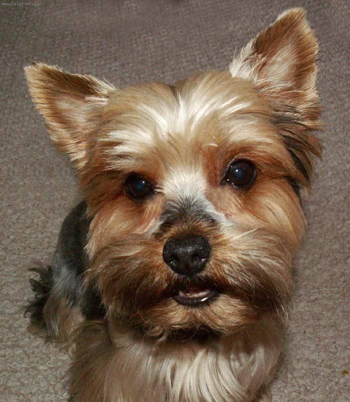 Foto: Kimeček-Smějící se pejsek