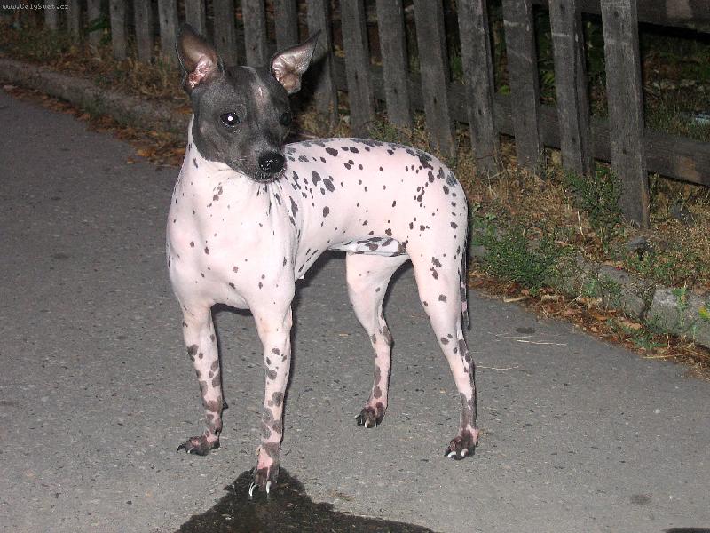 Foto: Ali-Ali na procházce