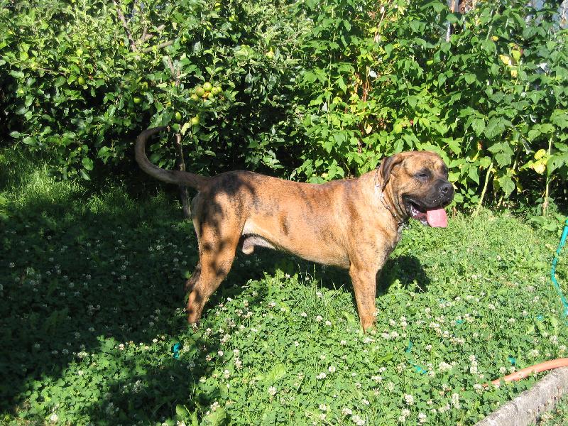 Foto: Keno Chamjan-Toto je ještě jedna fotka našeho psa Kena.....