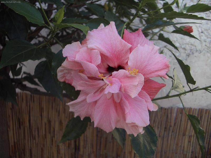 Foto: růzovy IBISEK plnokvety-15let stary