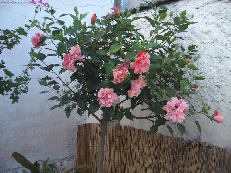 Foto: Ruzovy IBYSEK plnokvety-15let stromek