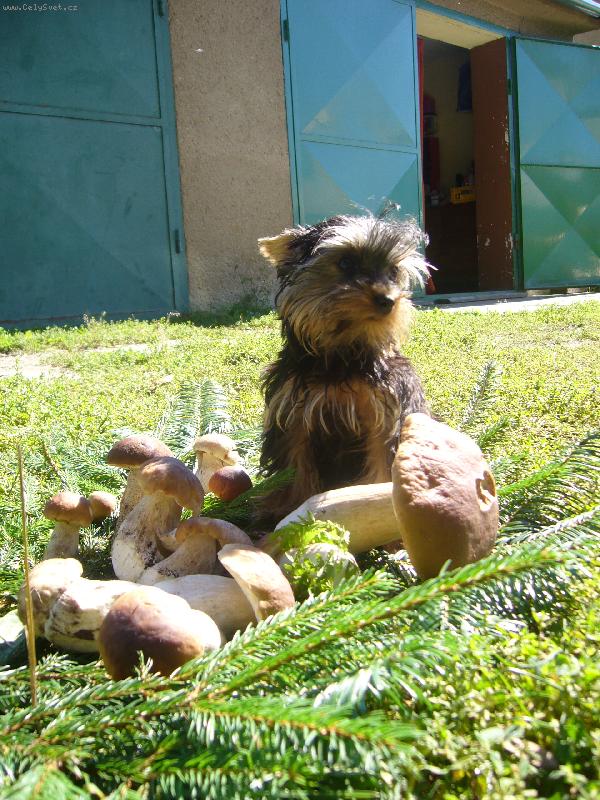 Foto: to sem ale šikovná co??? :-)