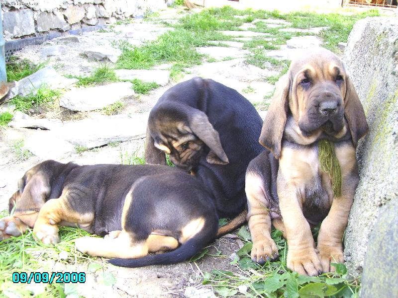 Foto: Famous Alhavant-máme skoro 6 týdnů