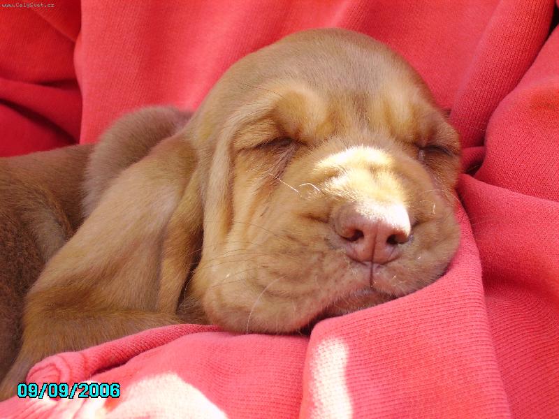 Foto: Famous Alhavant-Victory Famous Alhavant