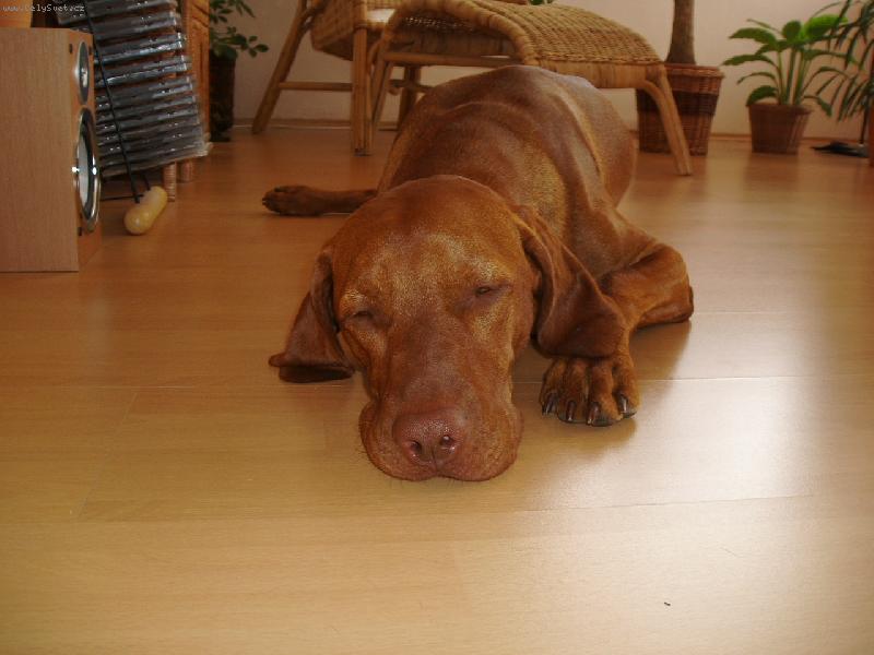 Foto: Faustík-únava....