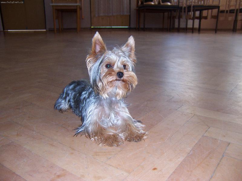 Foto: MIA z Děčína-no co, uklízela jsem po svatební hostině a jsem unavená, no...