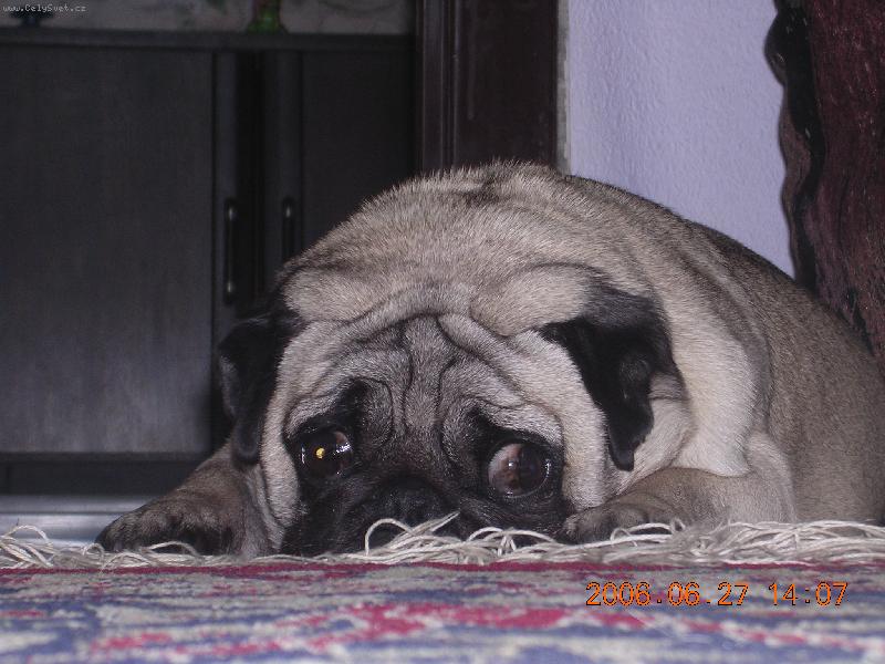 Foto: Maruška-Ikdyž ležím, mám vše pod kontrolou