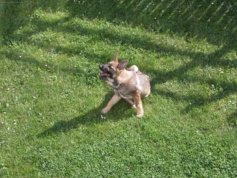 Foto: Nas milovaný pejsek jako štěně