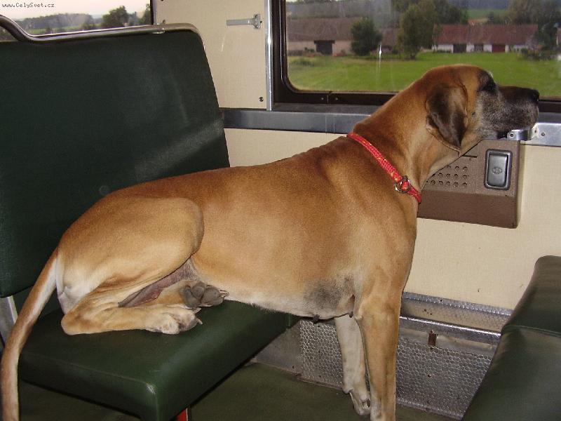 Foto: vlakem na dovču-Eliška