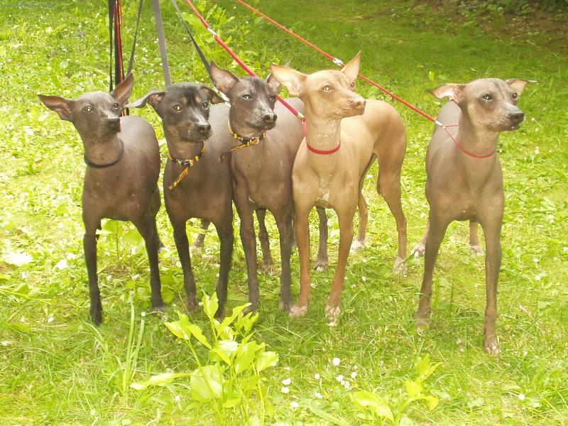 Foto: Chovatelská stanice Měsíční květina-www.volny.cz/mesicnikvetina