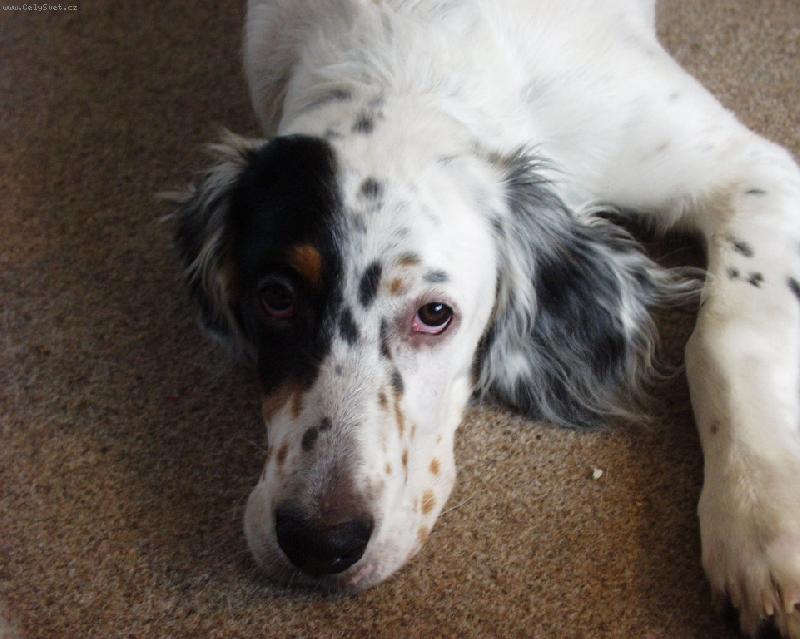 Foto: Náš miláček Apollo z Lipek-pšššt