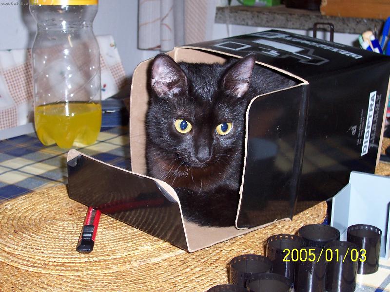 Foto: kočka Lucka-miluji krabice!