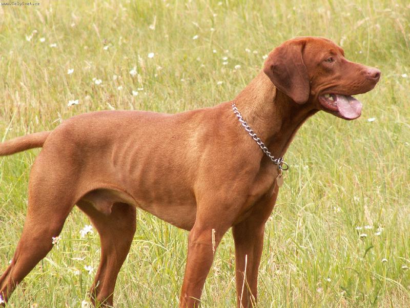 Foto: Egon \"Bondy\" z Chlumčanské doliny-pes 1 rok