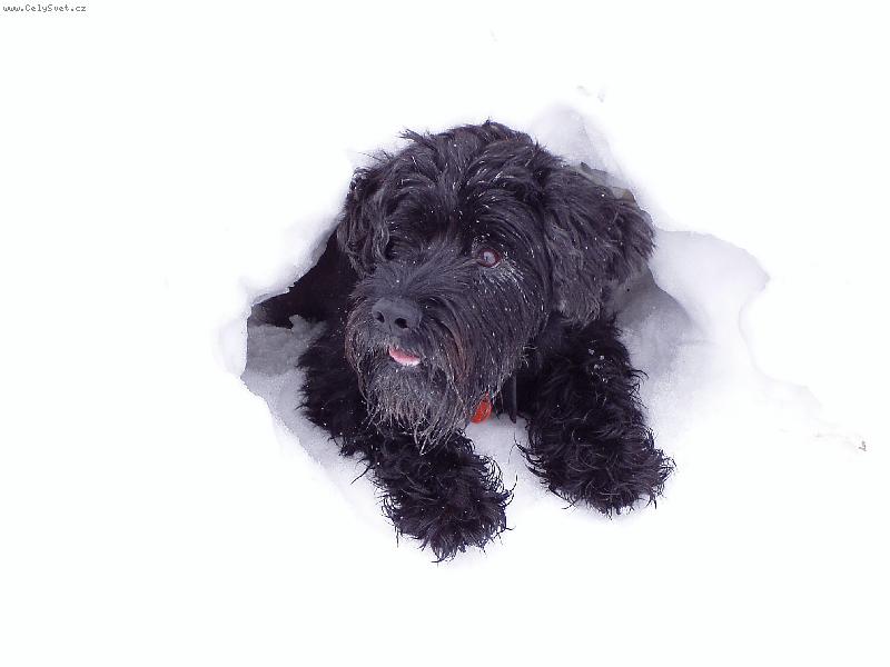 Foto: Čudla - zima 2005