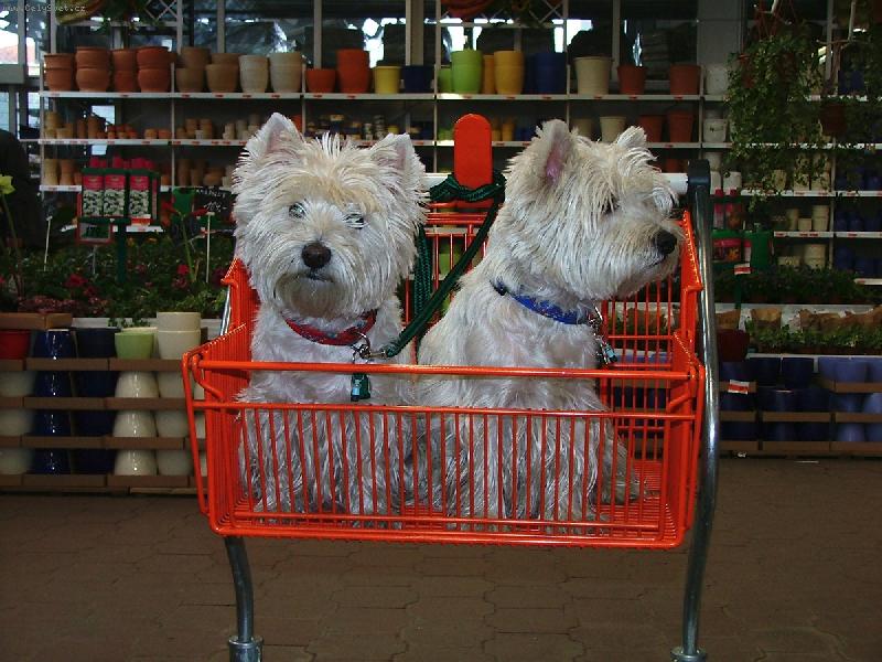 Foto: matka s dcerou-zajimavy sortiment zbozi v obi....