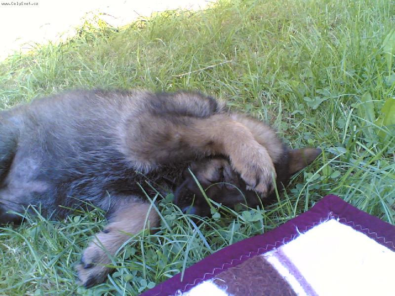 Foto: Holly-ježiš už mě zase fotí....