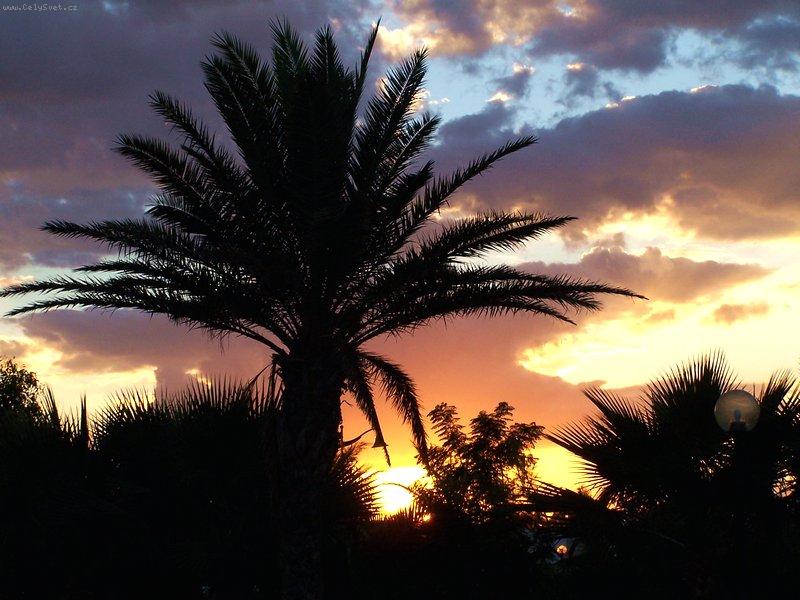 Foto: Datlová palma-Tunisko