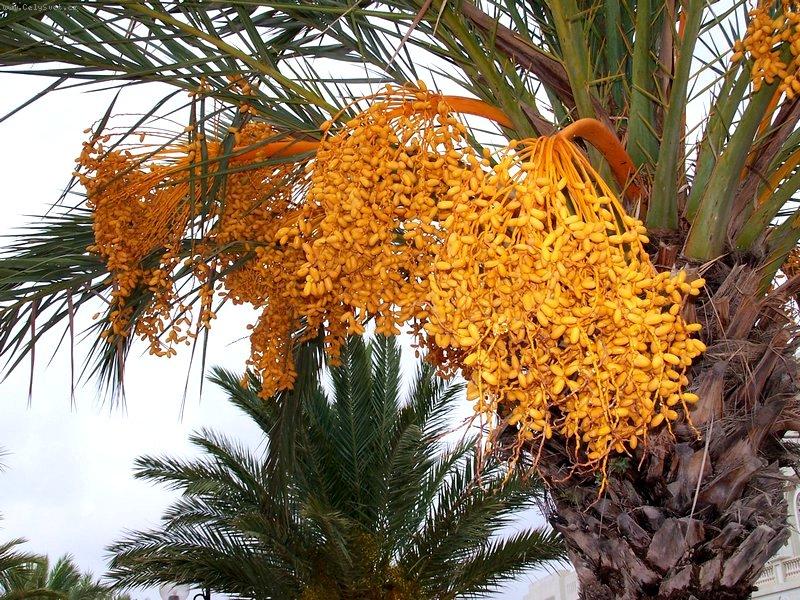 Foto: Datlová palma 2-Tunisko