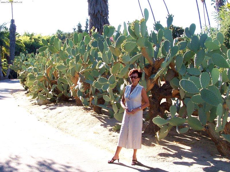 Foto: Opuntia-Los Angeles State Arboretum, Kalifornie
