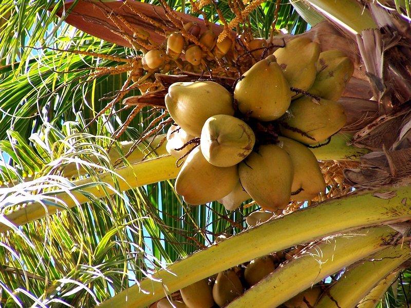 Foto: Kokosová palma-Honolulu, USA