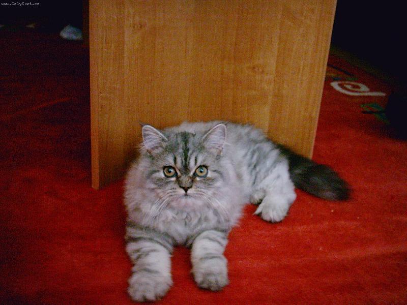 Foto: Laurinka-je mi teprv tři měsíce