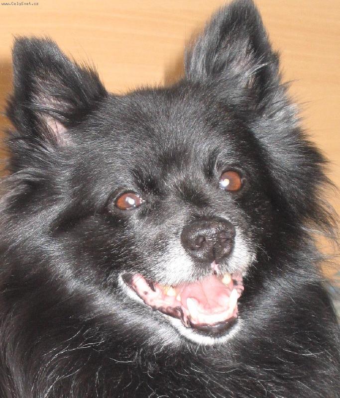 Foto: Dixi-Dixi, 15-ročný