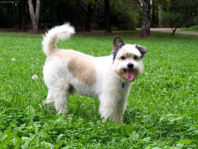 Foto: Endíček 2-více fotek na http://home.tiscali.cz/seeprague/