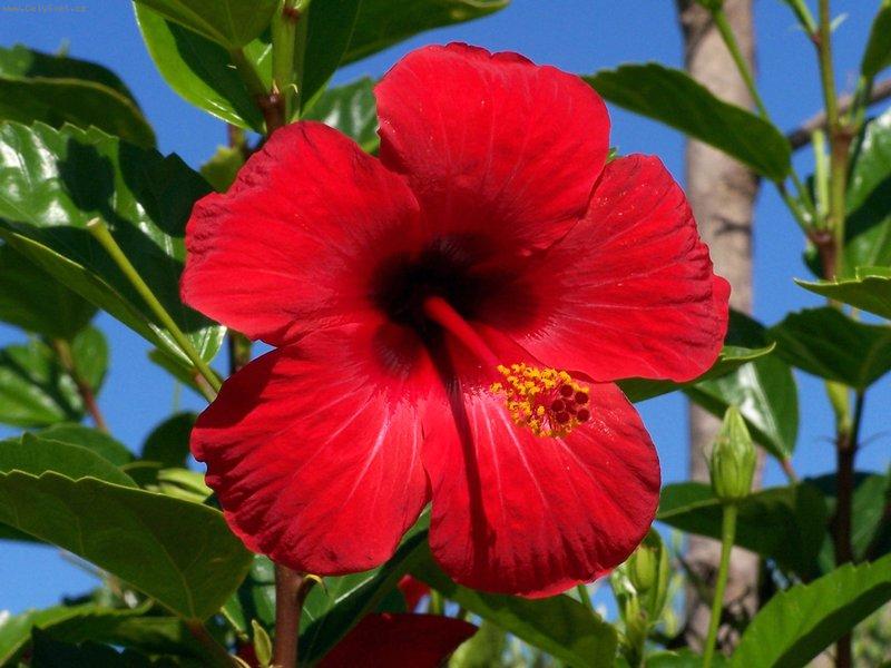 Foto: Ibišek - v Tunisku se mi líbí