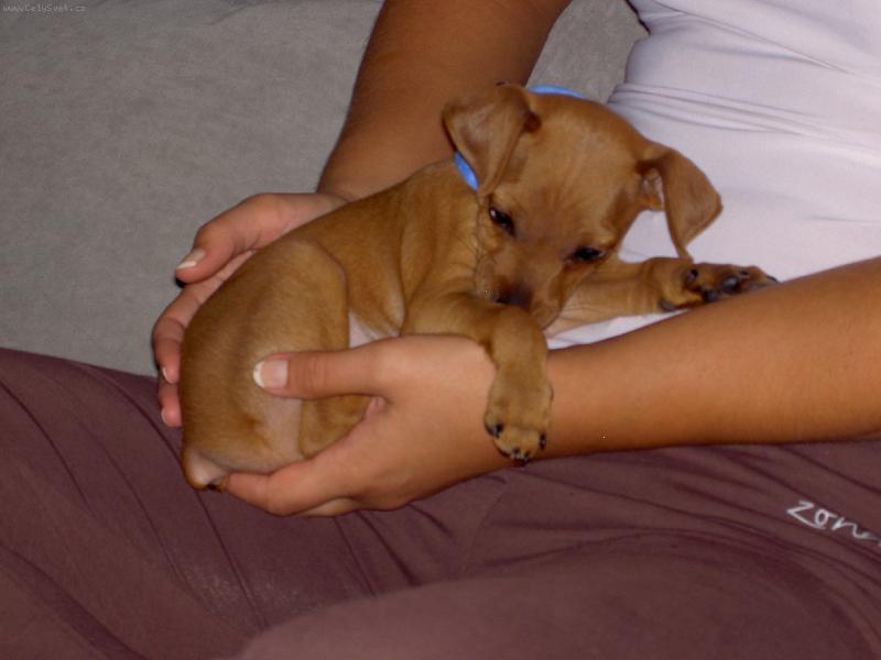 Foto: Trpasličí pinč 2 měsíce