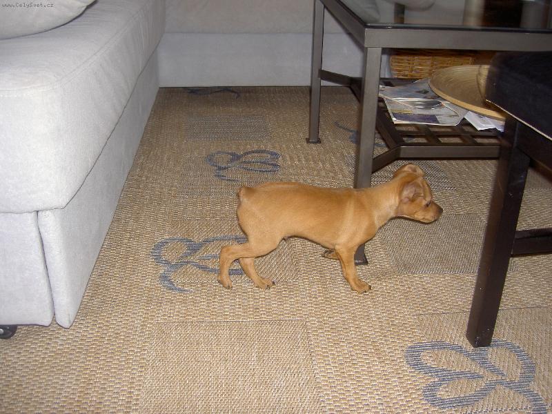 Foto: trpasličí pinč 2 měsíce