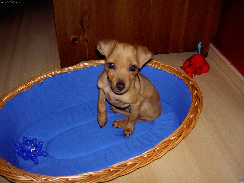 Foto: trpasličí pinč 3 měsíce