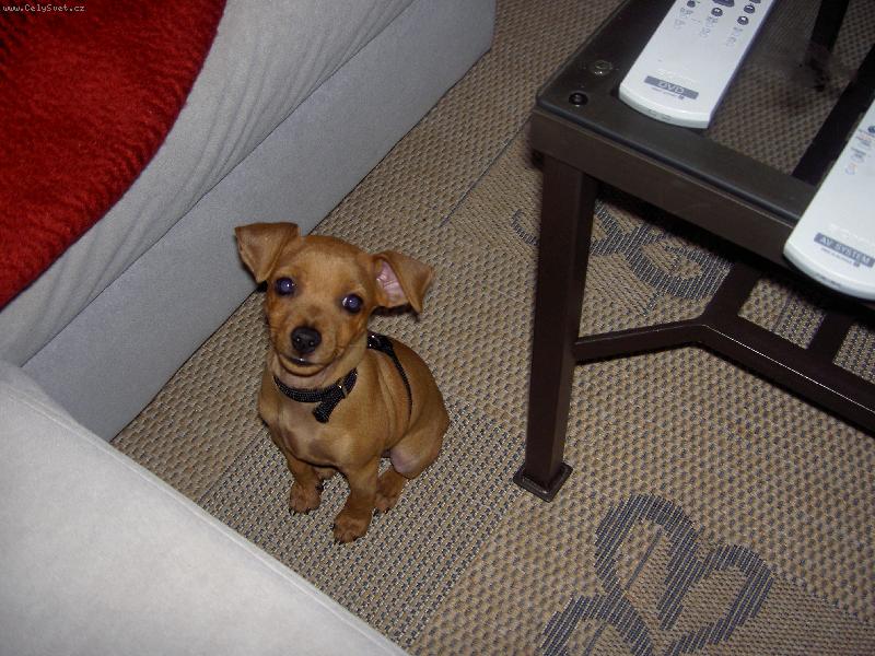 Foto: trpasličí pinč 2 měsíce