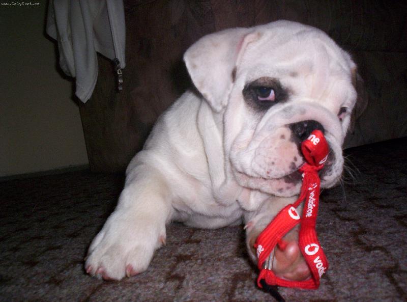 Foto: Náš Fanda-tady mi byly 3 měsíce