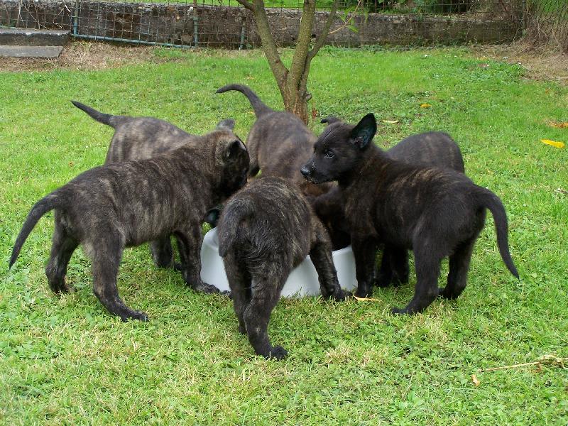 Foto: z Šebkova Panství vrh C