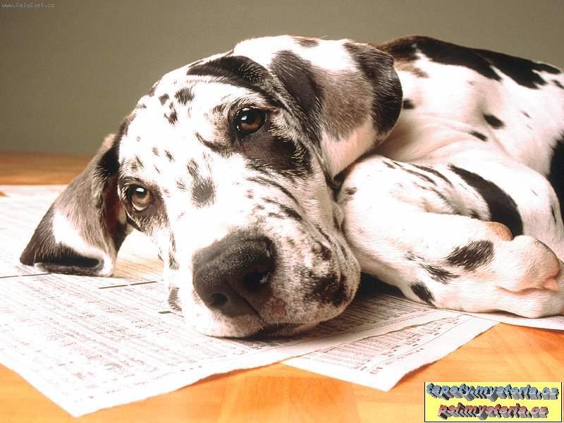 Foto: berta-muj milášek