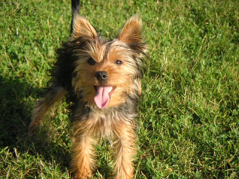 Foto: Nejkrásnější pejsek-Maxime