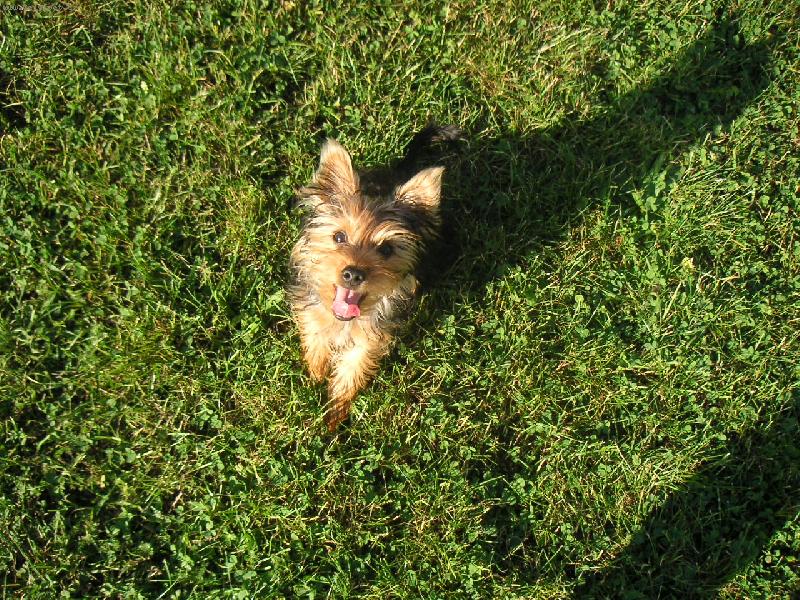 Foto: Macíšek na zahradě-Maxime