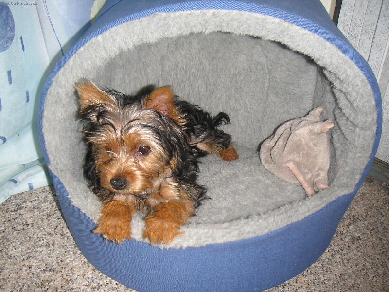 Foto: Macišek v pelíšku-Maxime