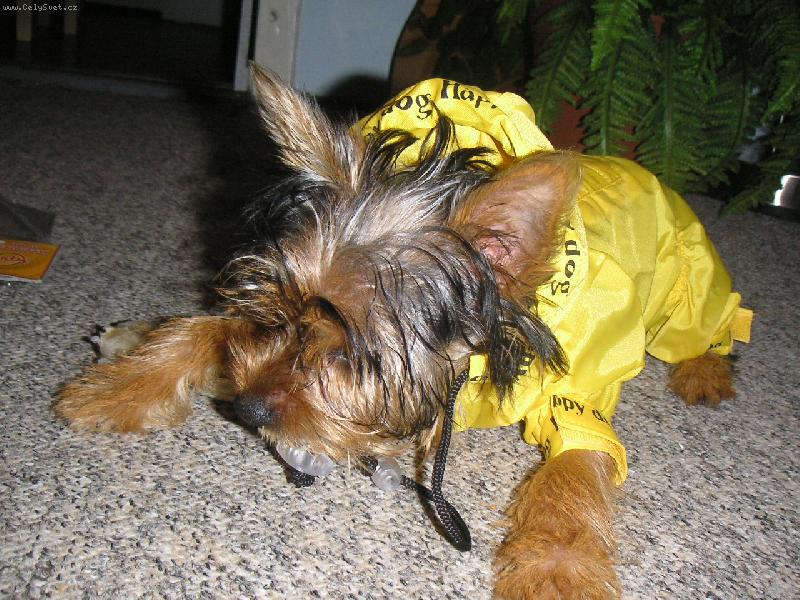 Foto: Max do deště-Maxime