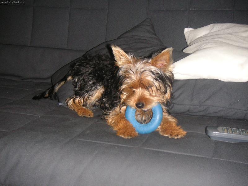 Foto: Maxinek s kolečkem-Maxime