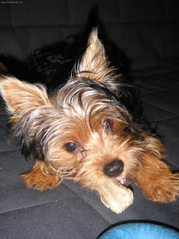 Foto: S kostičkou-Maxime