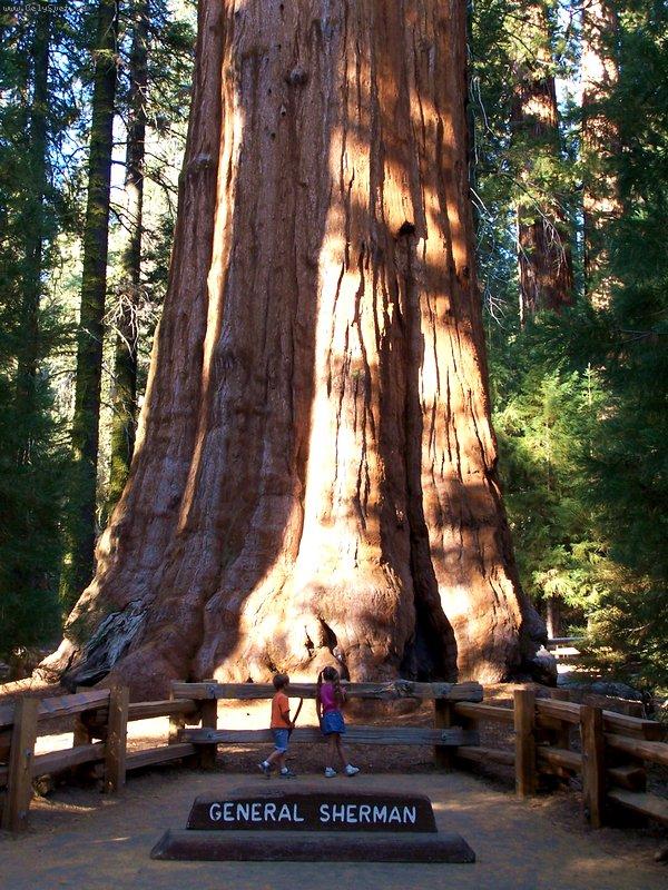 Foto: GENERAL SHERMAN SEQUOIA - Kalifornie-Největší žijící věc na světě - výška 84 m, průměr kmene 11,1 m, stáří 2700 let