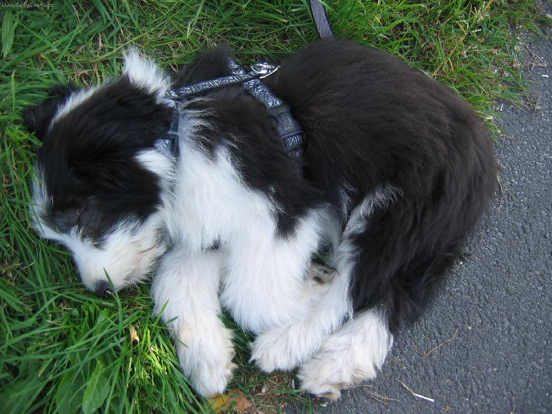 Foto: štěně3-miluju spinkání:)